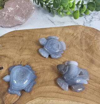 Agate turtles